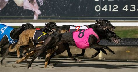 albion park greyhound results|Latest Albion Park Greyhound Race Results .